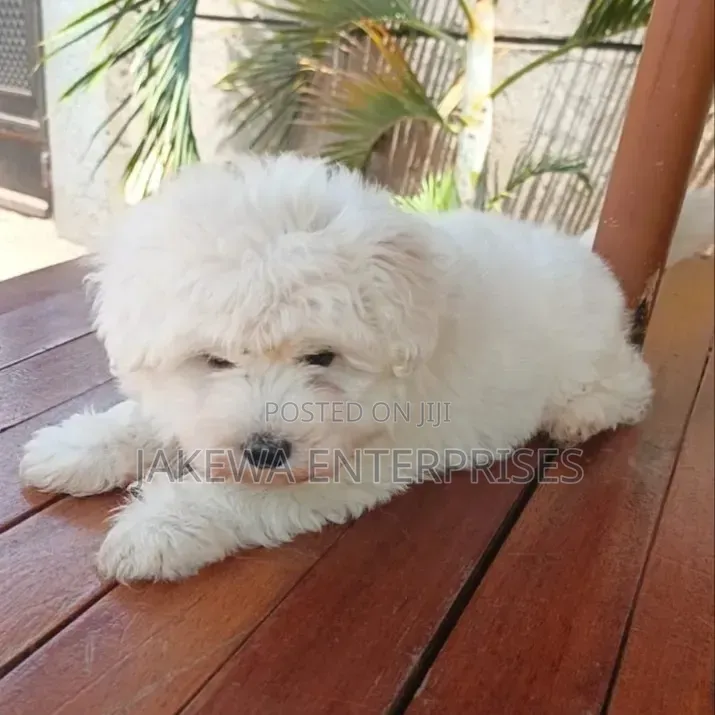 1-3 months Male Purebred Havanese