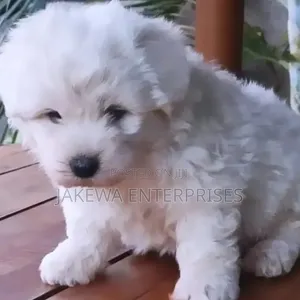 1-3 months Male Purebred Havanese