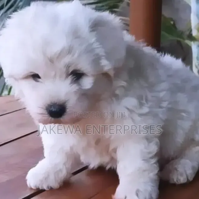 1-3 months Male Purebred Havanese