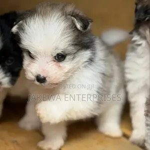 1-3 months Female Purebred Havanese