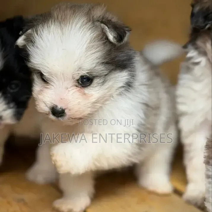 1-3 months Female Purebred Havanese