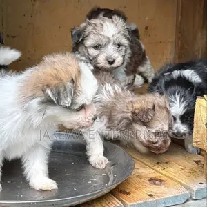 1-3 months Male Purebred Havanese