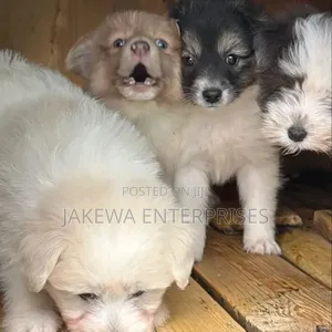 1-3 months Female Purebred Havanese