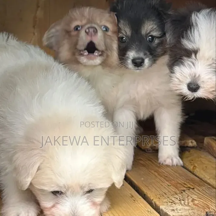 1-3 months Female Purebred Havanese