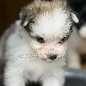 1-3 months Female Purebred Havanese