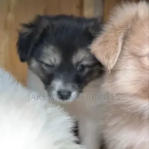 1-3 months Male Purebred Havanese