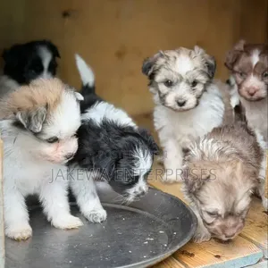 1-3 months Female Purebred Havanese