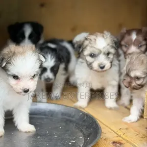 1-3 months Male Purebred Havanese