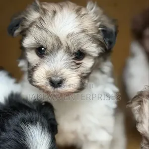 1-3 months Female Purebred Havanese