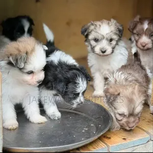 1-3 months Male Purebred Havanese