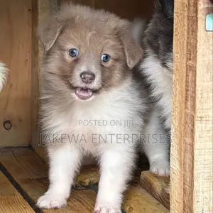 1-3 months Female Purebred Havanese