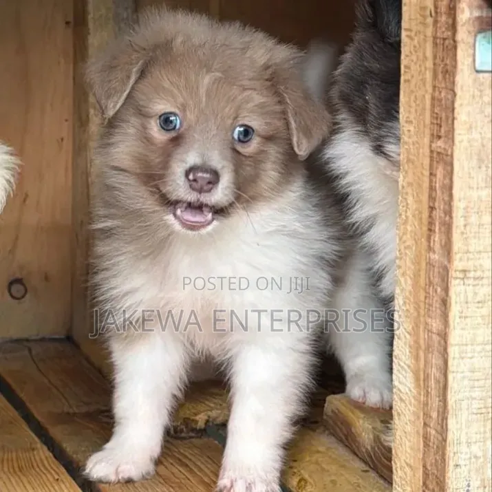 1-3 months Female Purebred Havanese