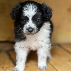 1-3 months Female Purebred Havanese