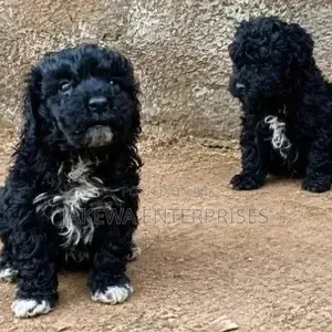 1-3 months Male Purebred Maltipoo