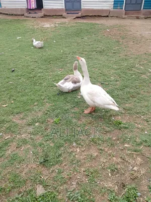 Mature Goose