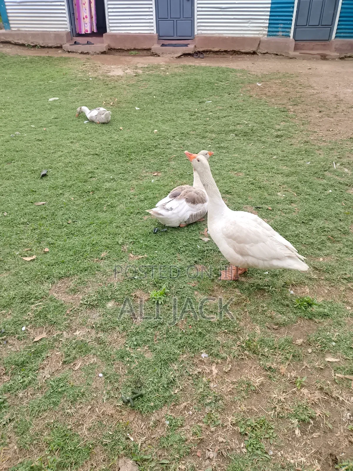 Mature Goose