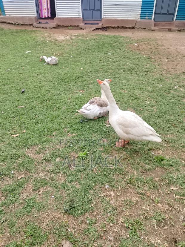 Mature Goose