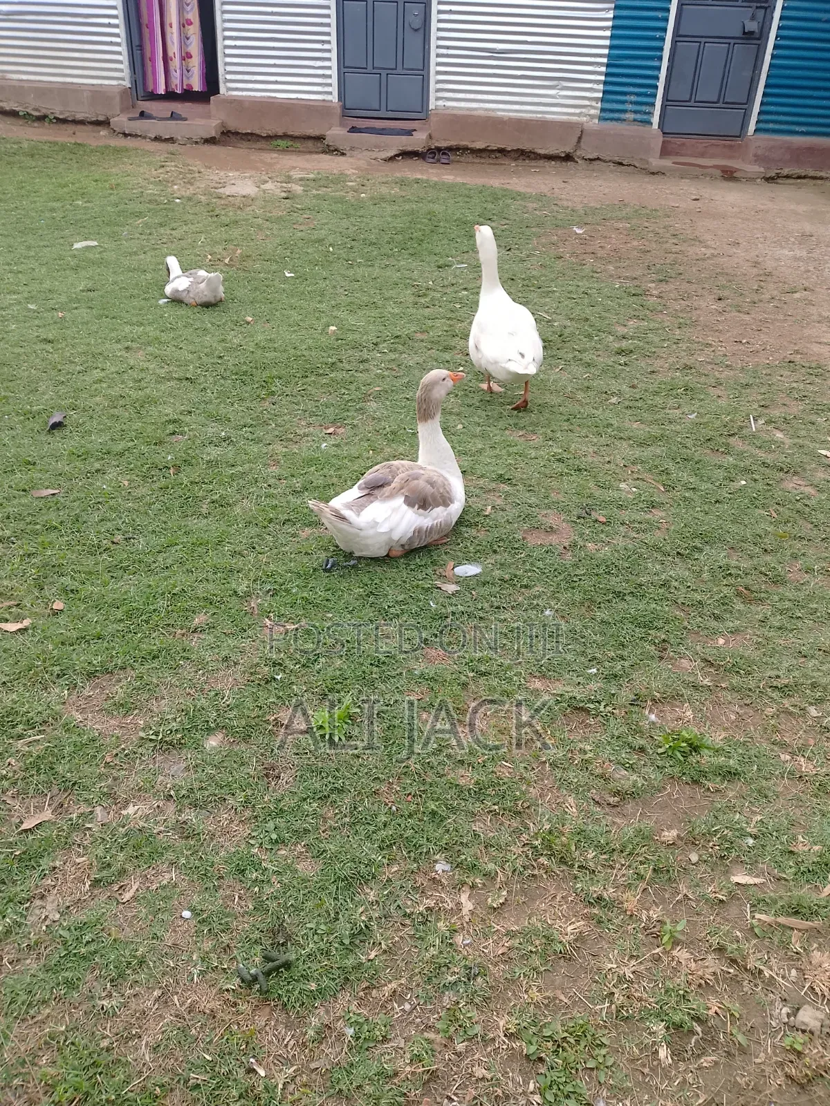 Mature Goose