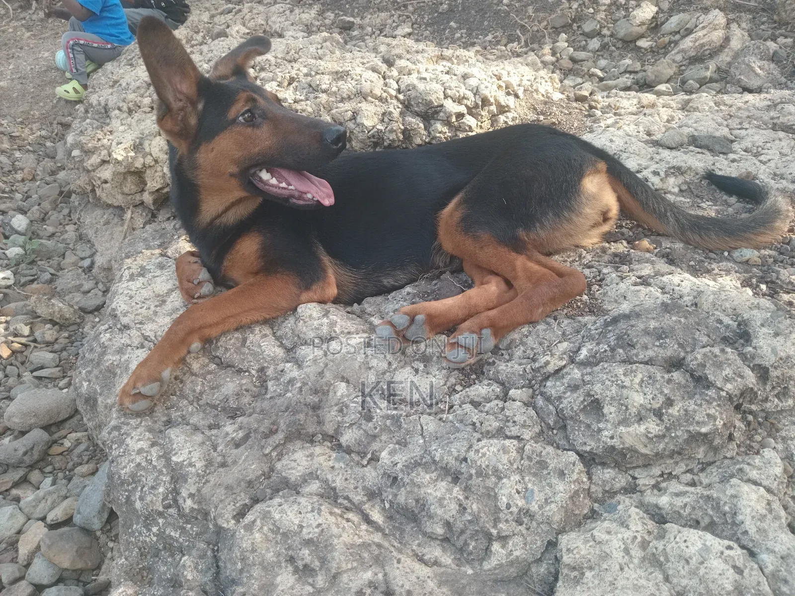 6-12 months Female Mixed Breed Doberman Pinscher