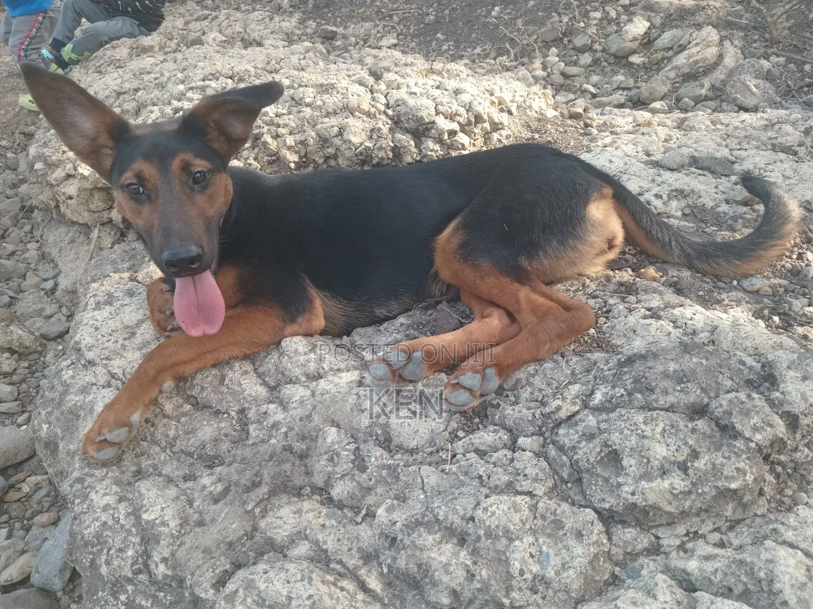 6-12 months Female Mixed Breed Doberman Pinscher