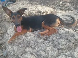 6-12 months Female Mixed Breed Doberman Pinscher