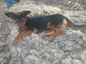 6-12 months Female Mixed Breed Doberman Pinscher