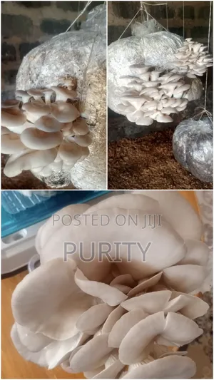 Oyster Mushrooms