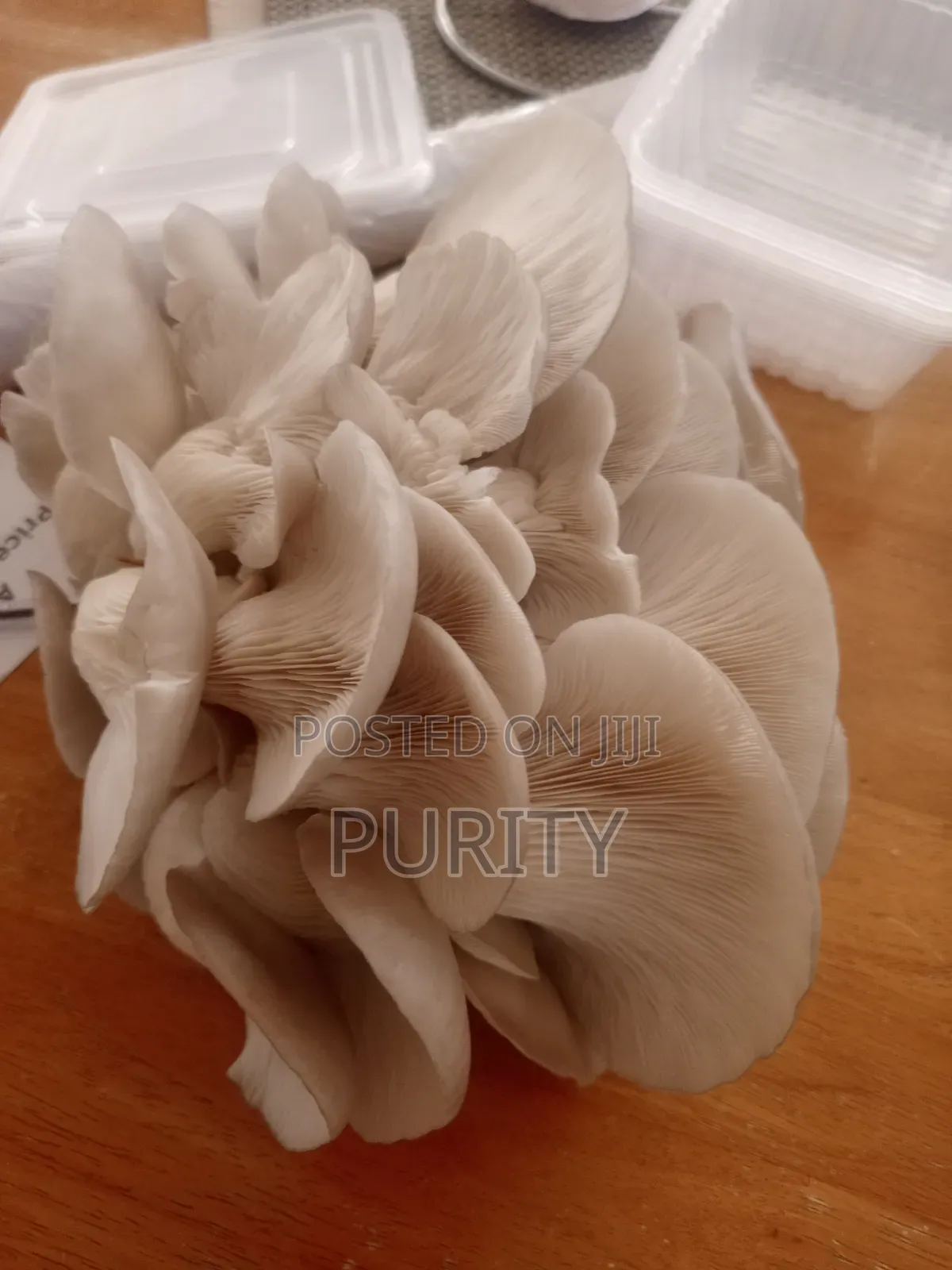 Oyster Mushrooms