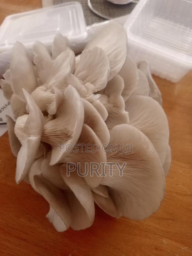 Oyster Mushrooms