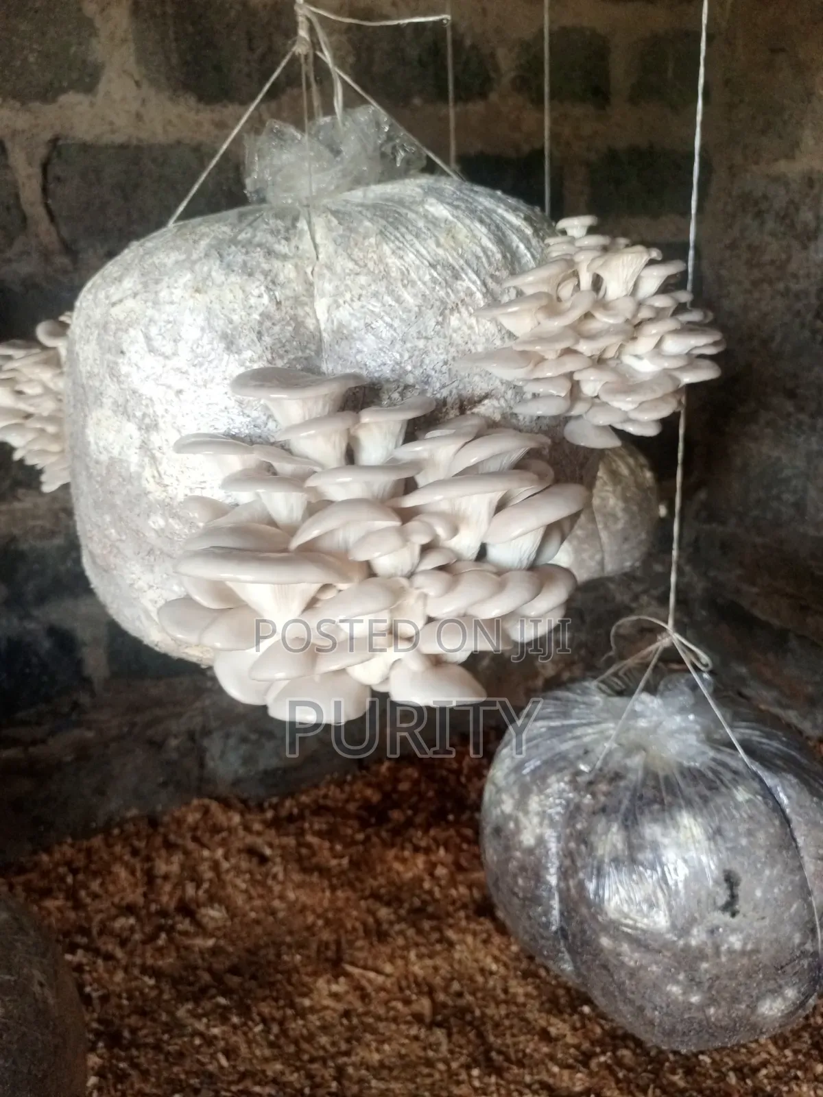 Oyster Mushrooms