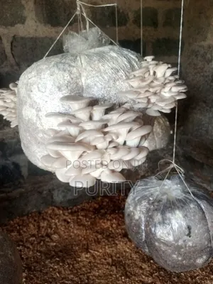 Oyster Mushrooms
