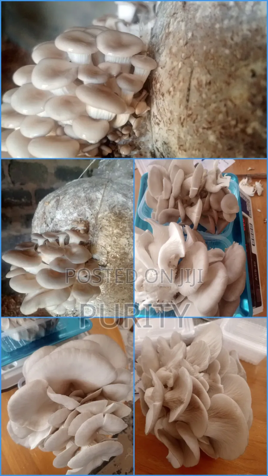 Oyster Mushrooms