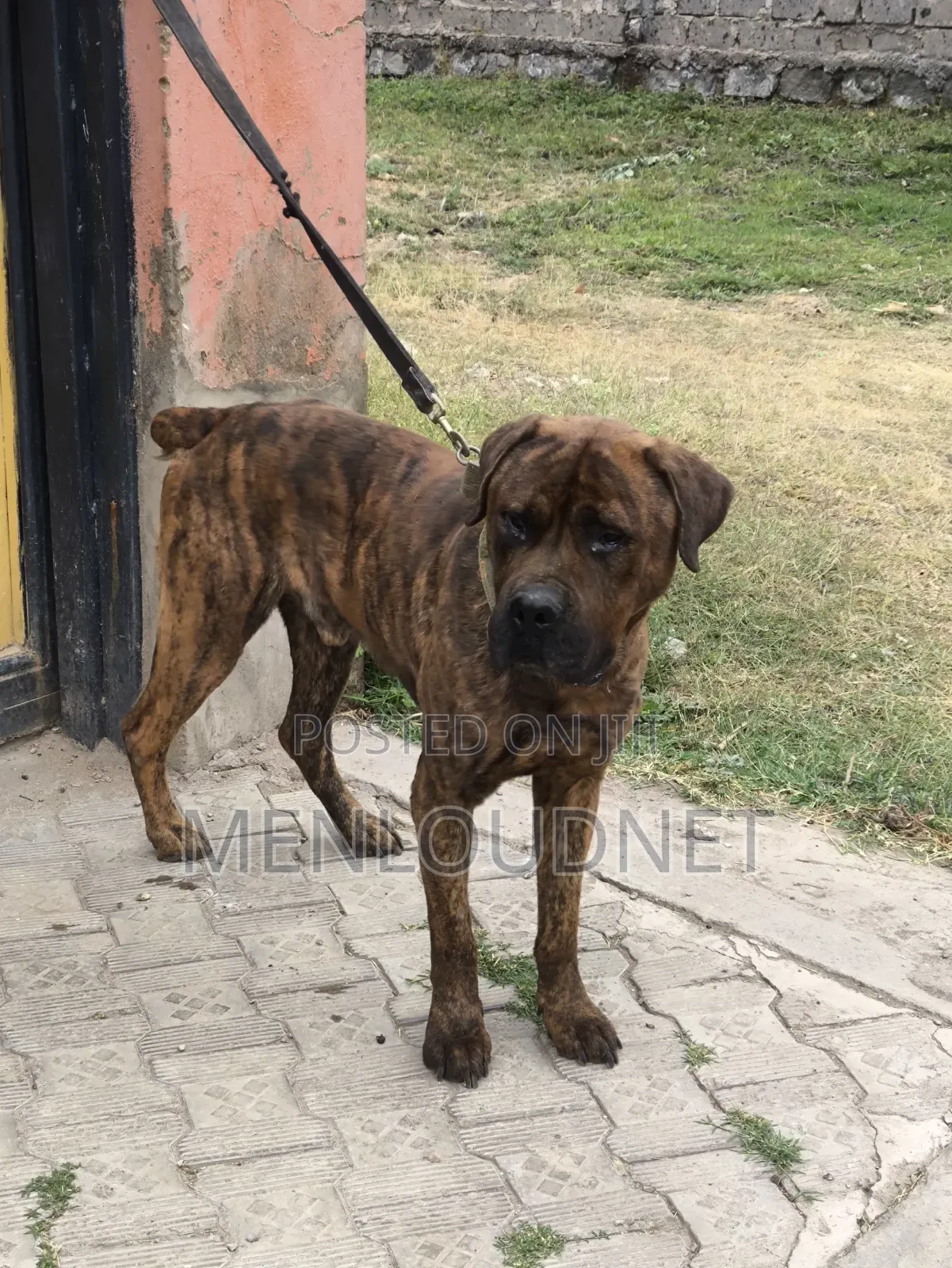 1+ year Male Purebred Boerboel