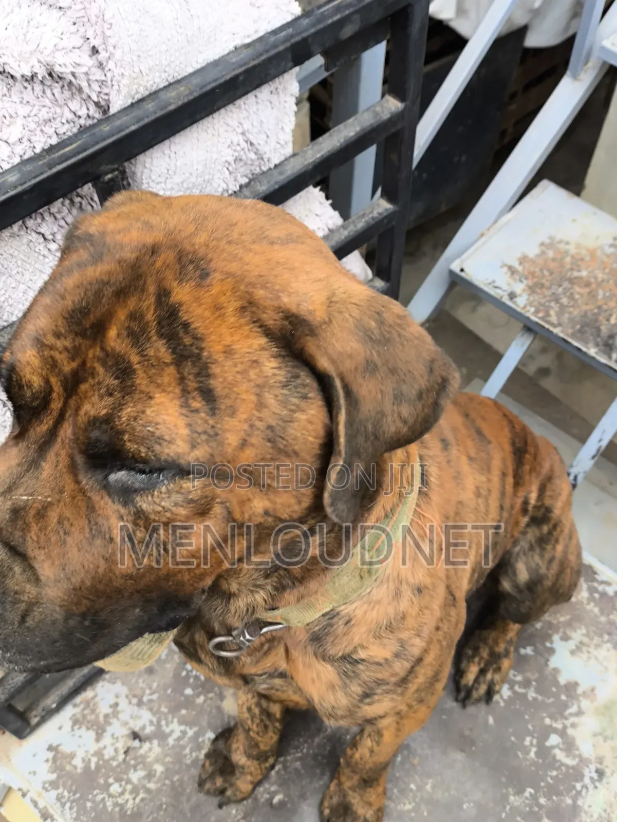1+ year Male Purebred Boerboel