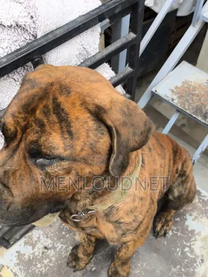 1+ year Male Purebred Boerboel