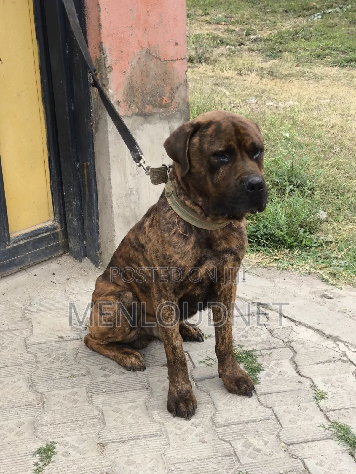 1+ year Male Purebred Boerboel