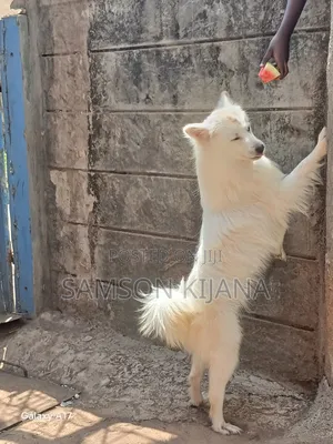 6-12 months Male Mixed Breed Japanese Spitz