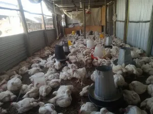 Ready Broillers Chicken for Sale Call