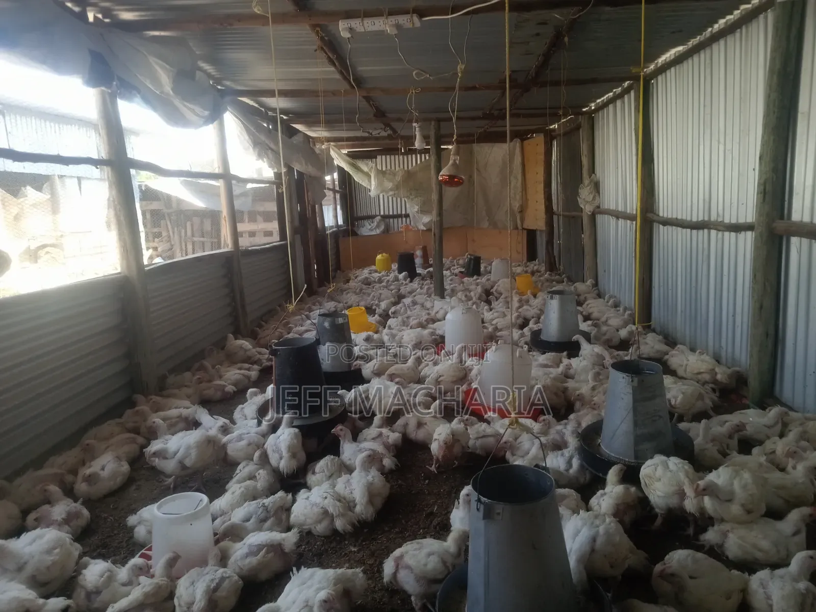 Ready Broillers Chicken for Sale Call
