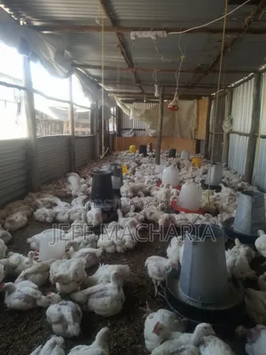 Ready Broillers Chicken for Sale Call