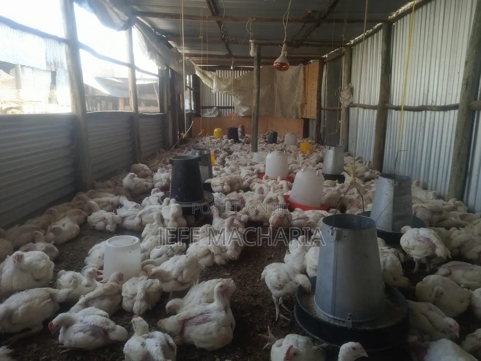 Ready Broillers Chicken for Sale Call