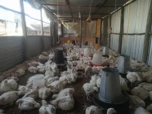 Ready Broillers Chicken for Sale Call