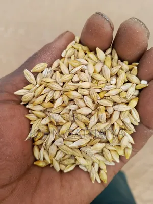 Barely Seeds