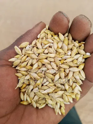 Barely Seeds