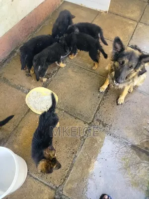 1-3 months Female Purebred German Shepherd