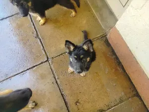 1-3 months Female Purebred German Shepherd