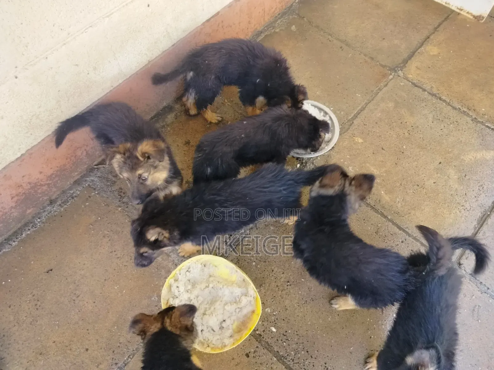 1-3 months Female Purebred German Shepherd