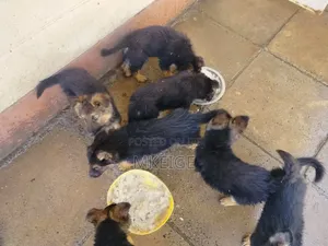 1-3 months Female Purebred German Shepherd