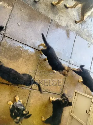 1-3 months Female Purebred German Shepherd