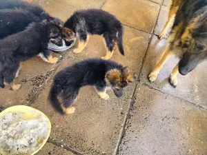 1-3 months Female Purebred German Shepherd